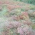 红叶南天竹30~50cm
