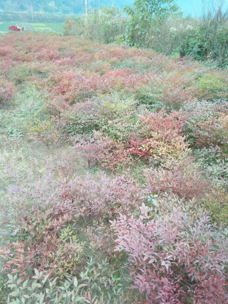 红叶南天竹30~50cm