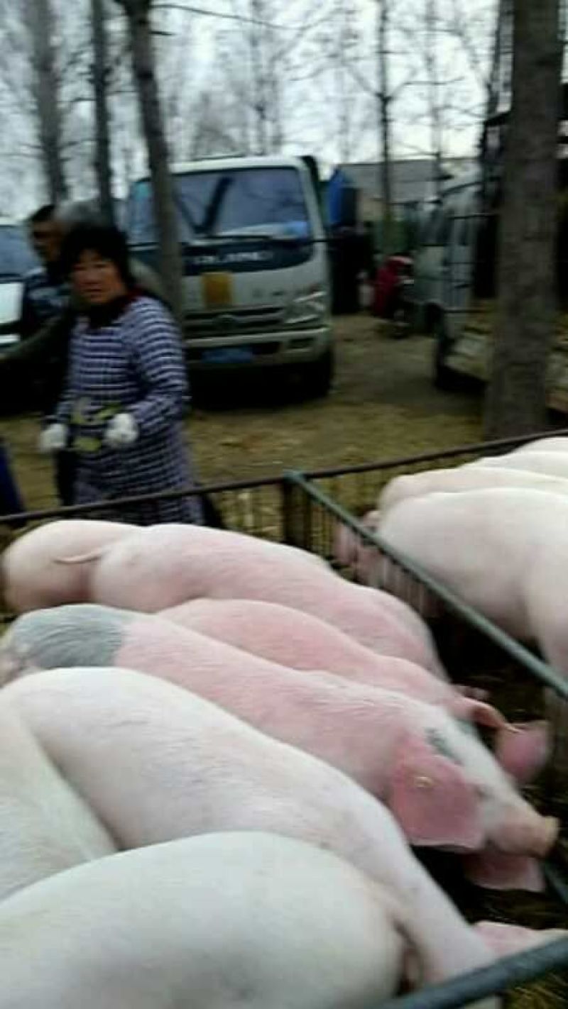 仔猪20~60斤，基地直供，品种齐全，