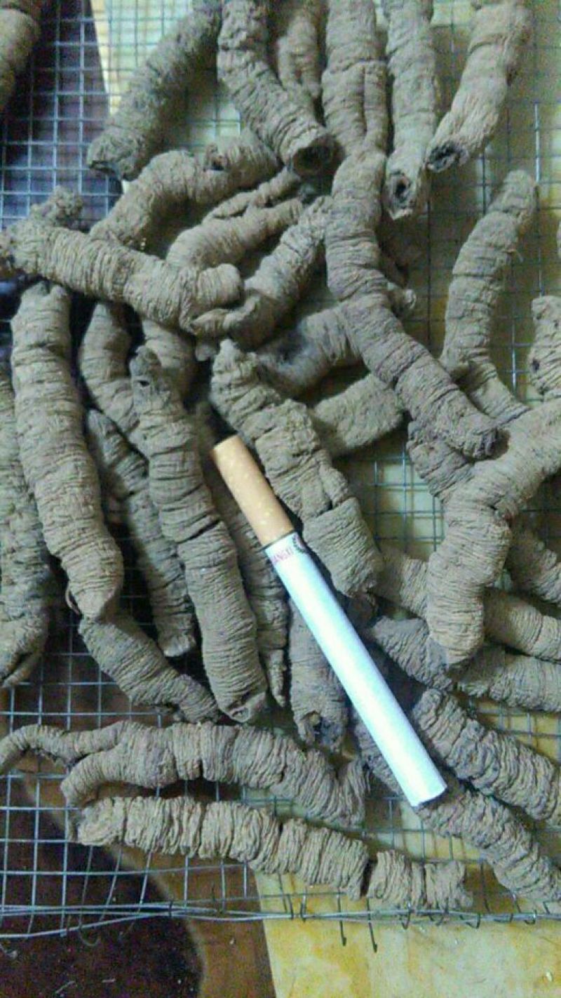 巴戟天特级