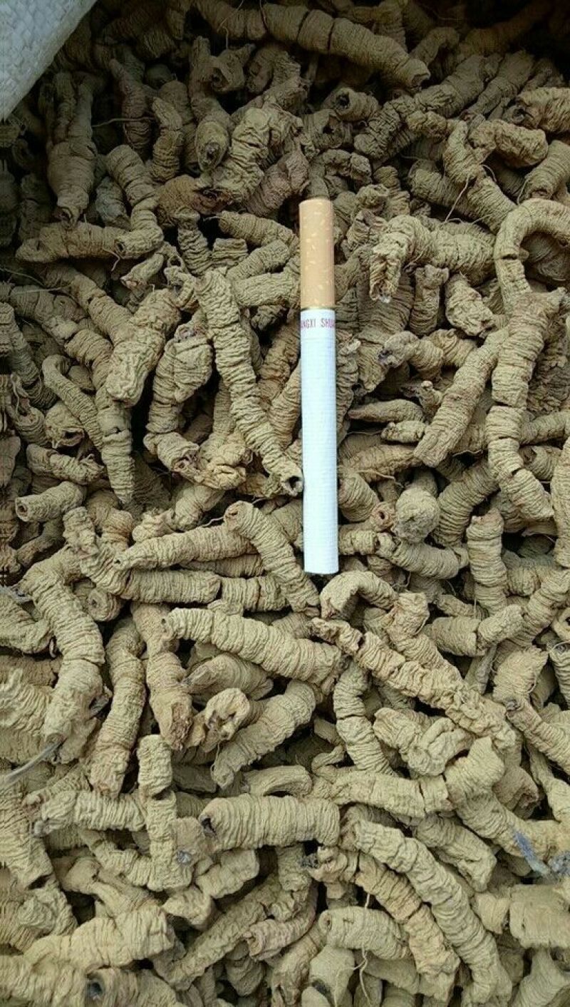 巴戟天特级