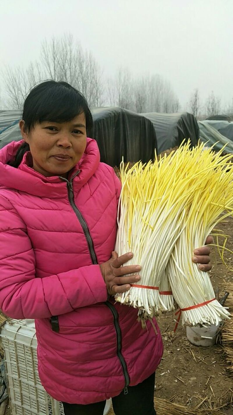 蒜黄45---55快手号一腚赢赢实际价格电话沟通