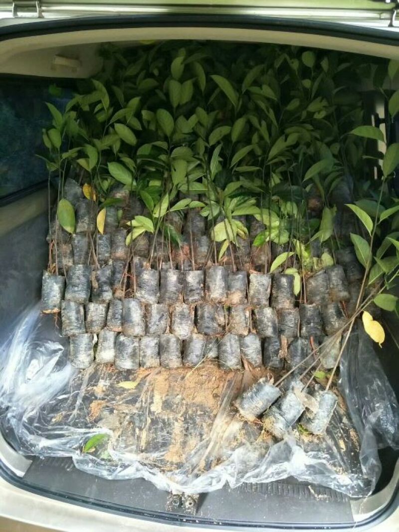 菠萝苗1年