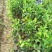 菠萝苗1年