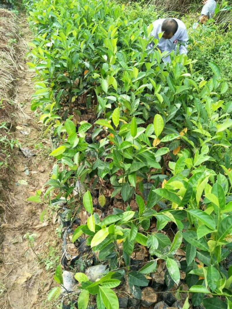 菠萝苗1年