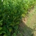 菠萝苗1年