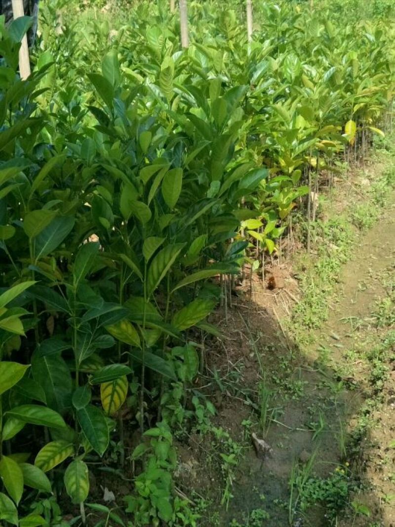 菠萝苗1年