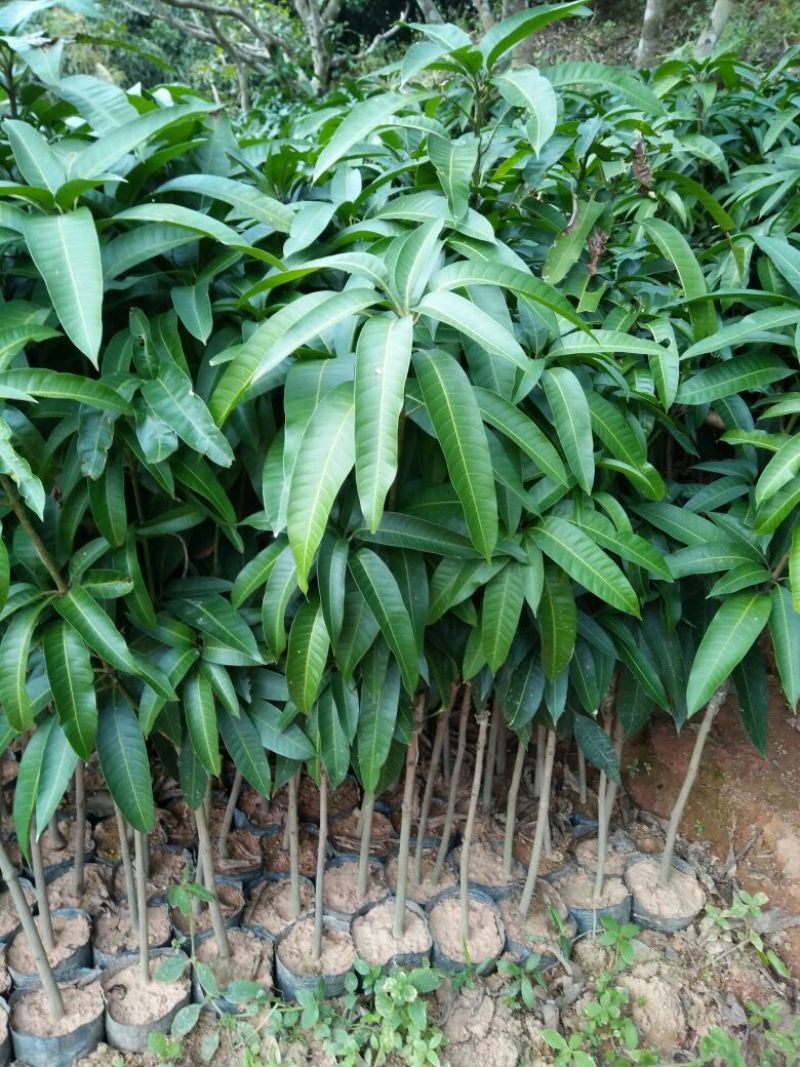 芒果苗1m以下