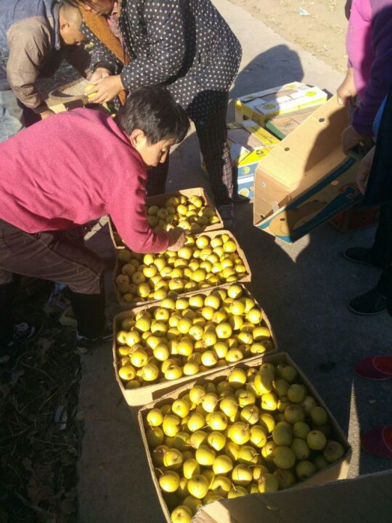 绥中优质花盖梨口感酸甜口产地对接大量供应