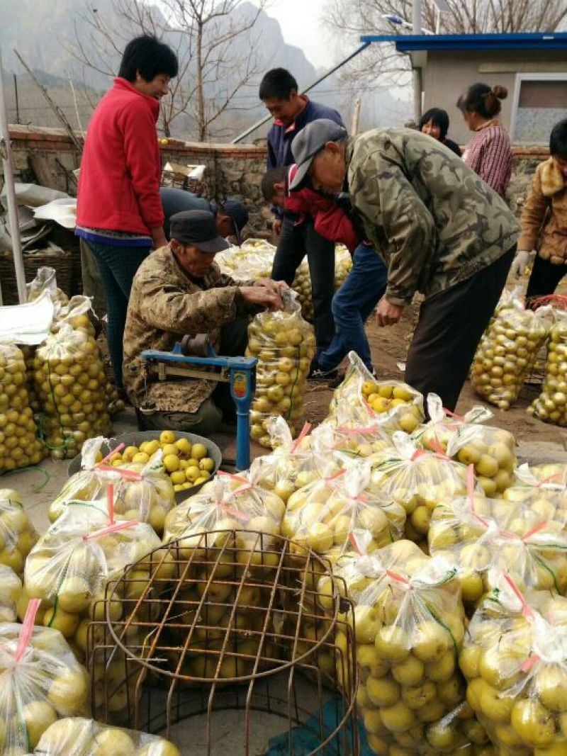 绥中优质花盖梨口感酸甜口产地对接大量供应