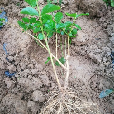 1年茉莉苗包邮白色双瓣春季种后二至三个月后有花