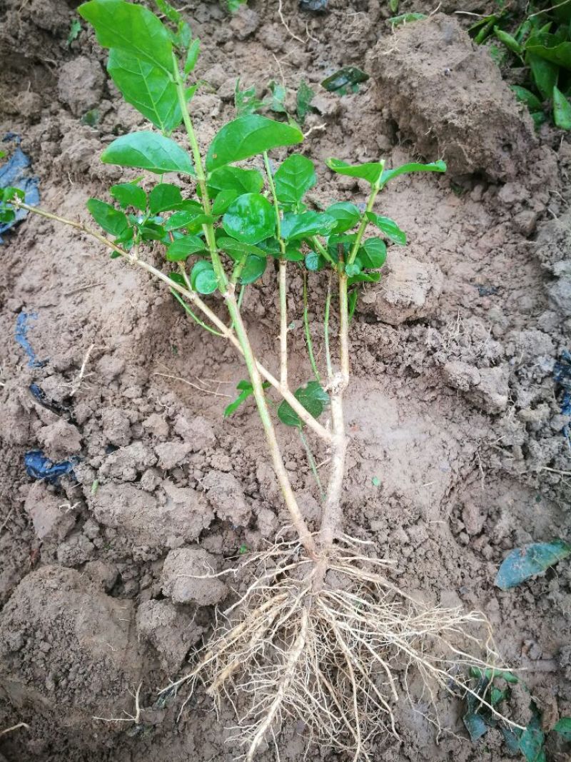 1年茉莉苗包邮白色双瓣春季种后二至三个月后有花