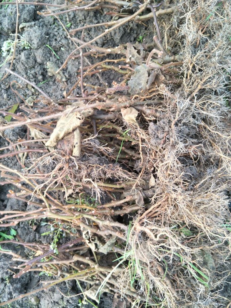 猕猴桃苗实生苗0.4~0.6cm30~35cm