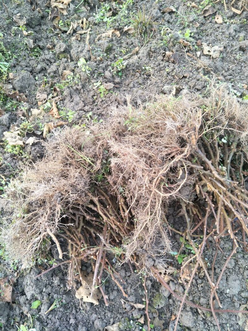 猕猴桃苗实生苗0.4~0.6cm30~35cm