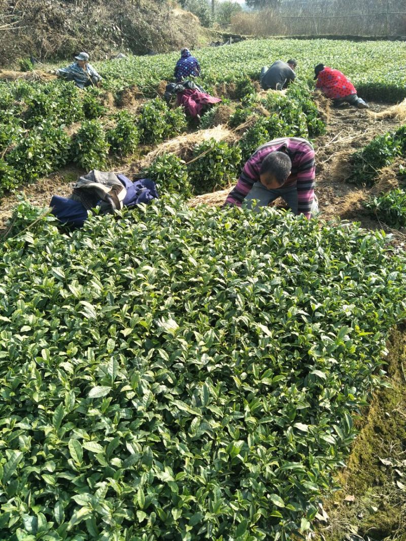 安吉白茶，黄金茶，福鼎大白茶，极白茶苗