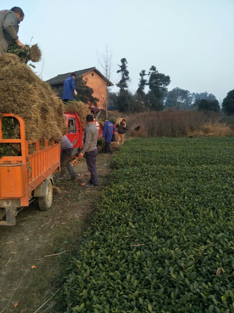 安吉白茶，黄金茶，福鼎大白茶，极白茶苗