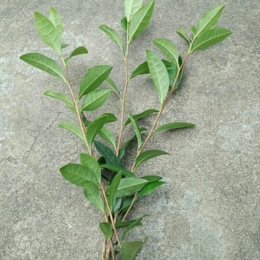 安吉白茶，黄金茶，福鼎大白茶，极白茶苗
