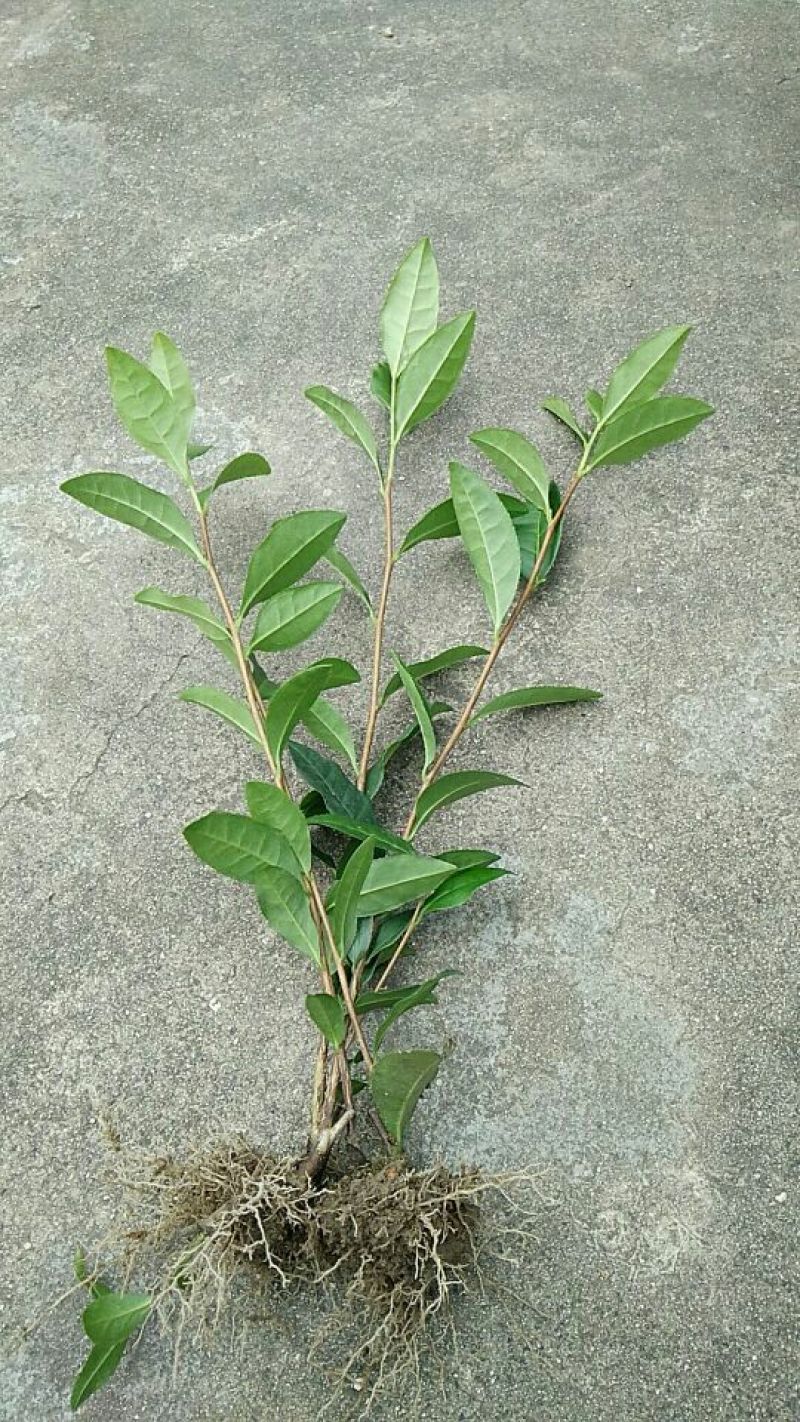 安吉白茶，黄金茶，福鼎大白茶，极白茶苗