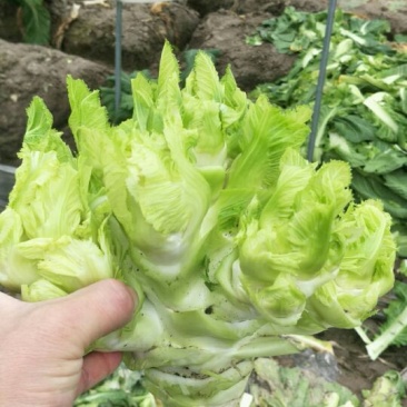 儿菜3两以上