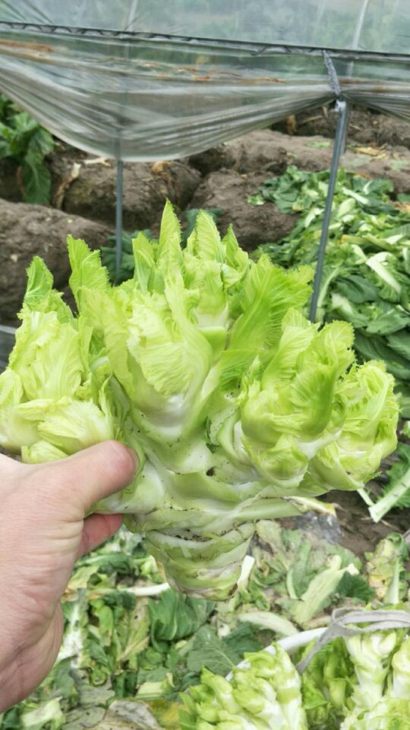 儿菜3两以上