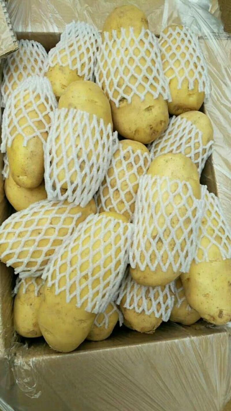 【低价批发】安丘荷兰十五土豆各种规格，精品畅销全国发货