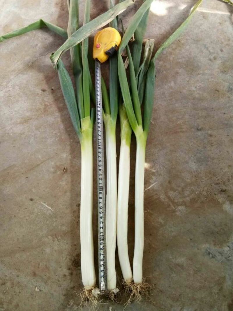 铁杆大葱毛葱2cm左右30~40cm