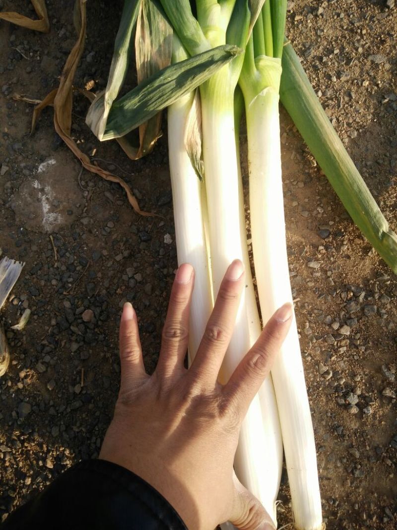铁杆大葱毛葱2cm左右30~40cm