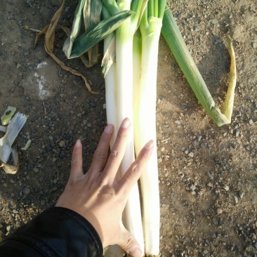 铁杆大葱毛葱2cm左右30~40cm