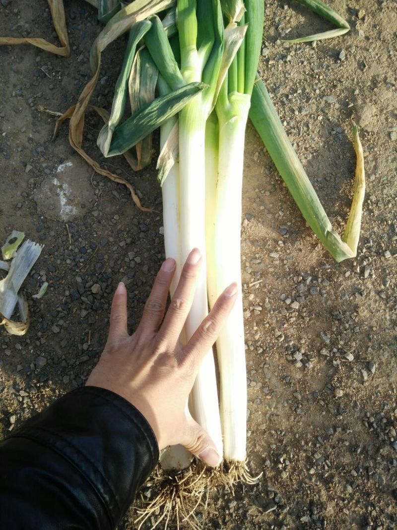 铁杆大葱毛葱2cm左右30~40cm