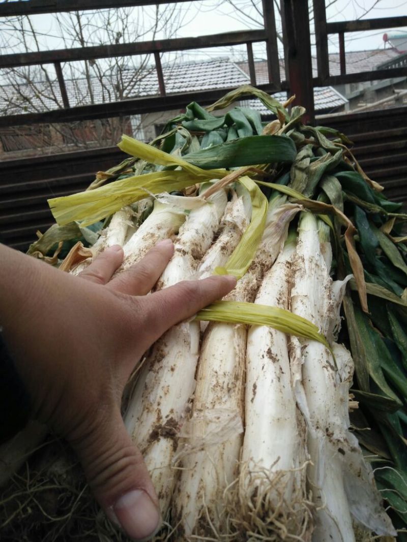 铁杆大葱毛葱2cm左右30~40cm