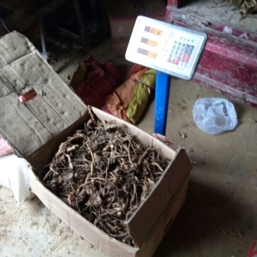 洋荷姜1两以上带土