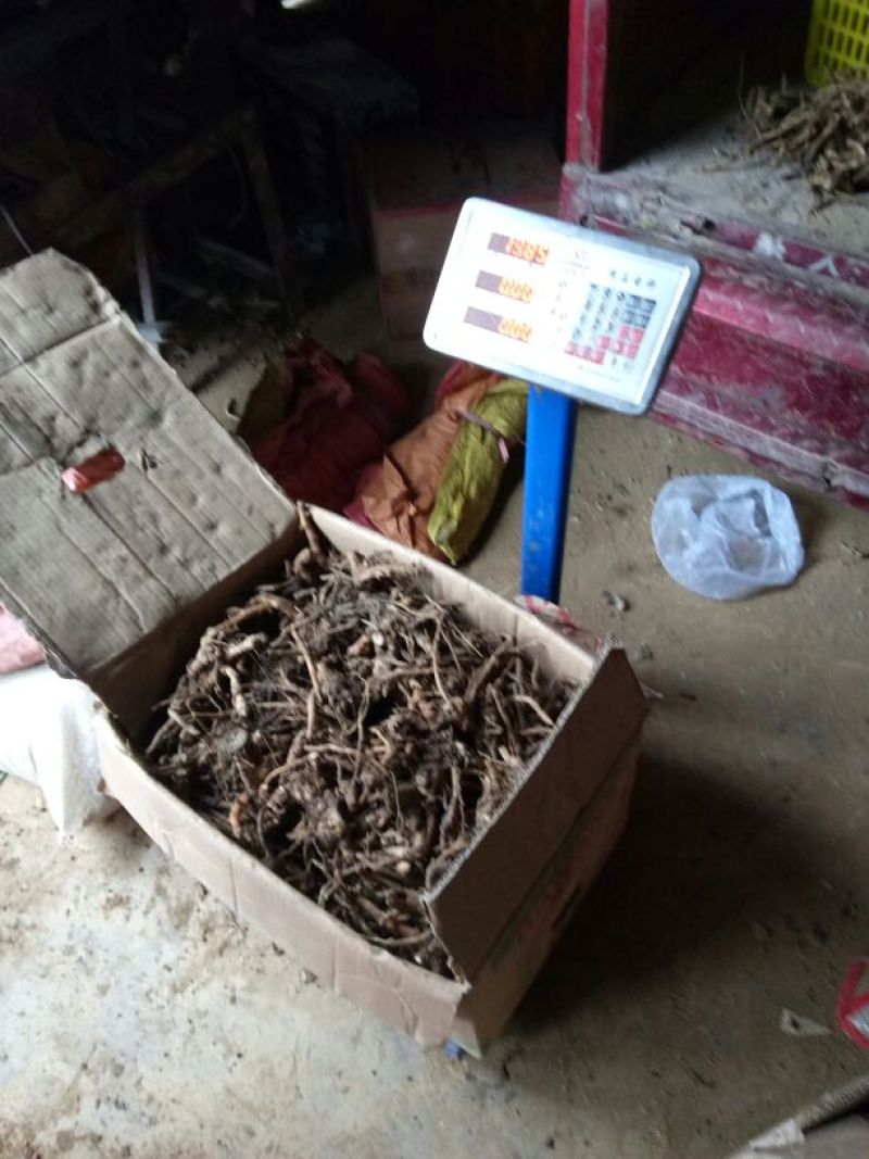 洋荷姜1两以上带土