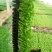西芹苗15~20cm