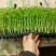 西芹苗15~20cm