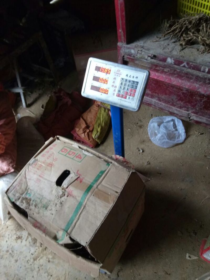 洋荷姜1两以上带土