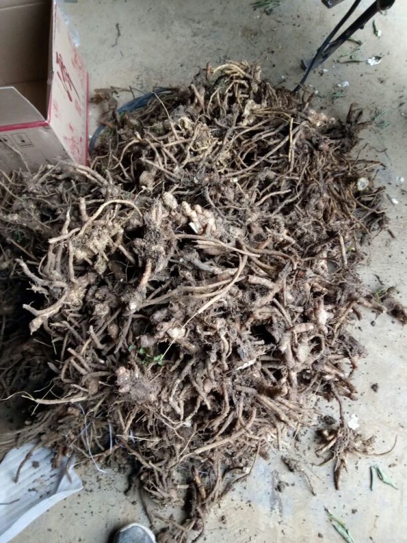 洋荷姜1两以上带土