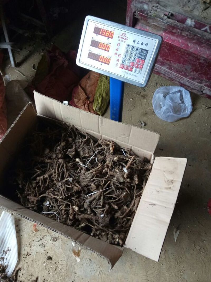 洋荷姜1两以上带土