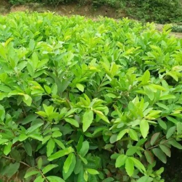 番石榴苗30~50cm