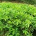 番石榴苗30~50cm