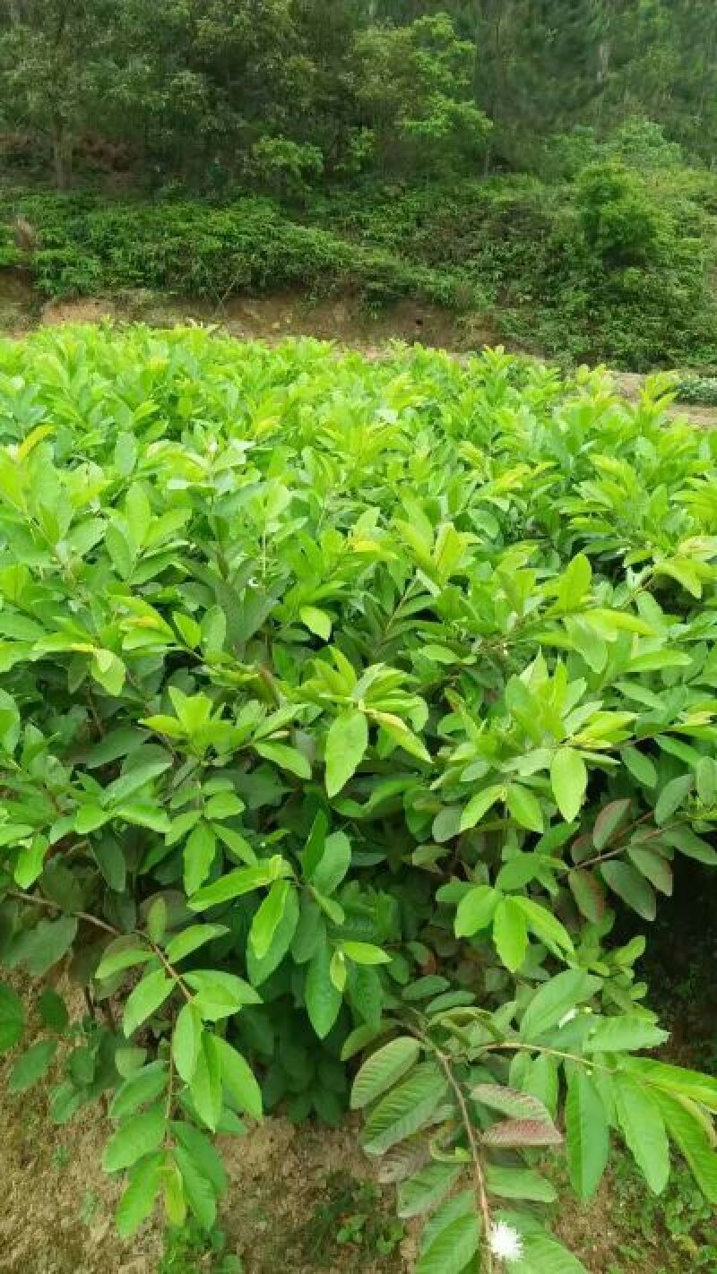 番石榴苗30~50cm