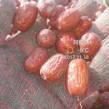 枣干散装