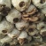 平菇菌棒24×48