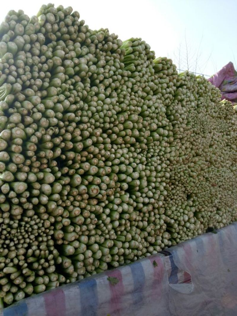 西芹正在热卖中，本产地货多价美，欢迎客户采购。