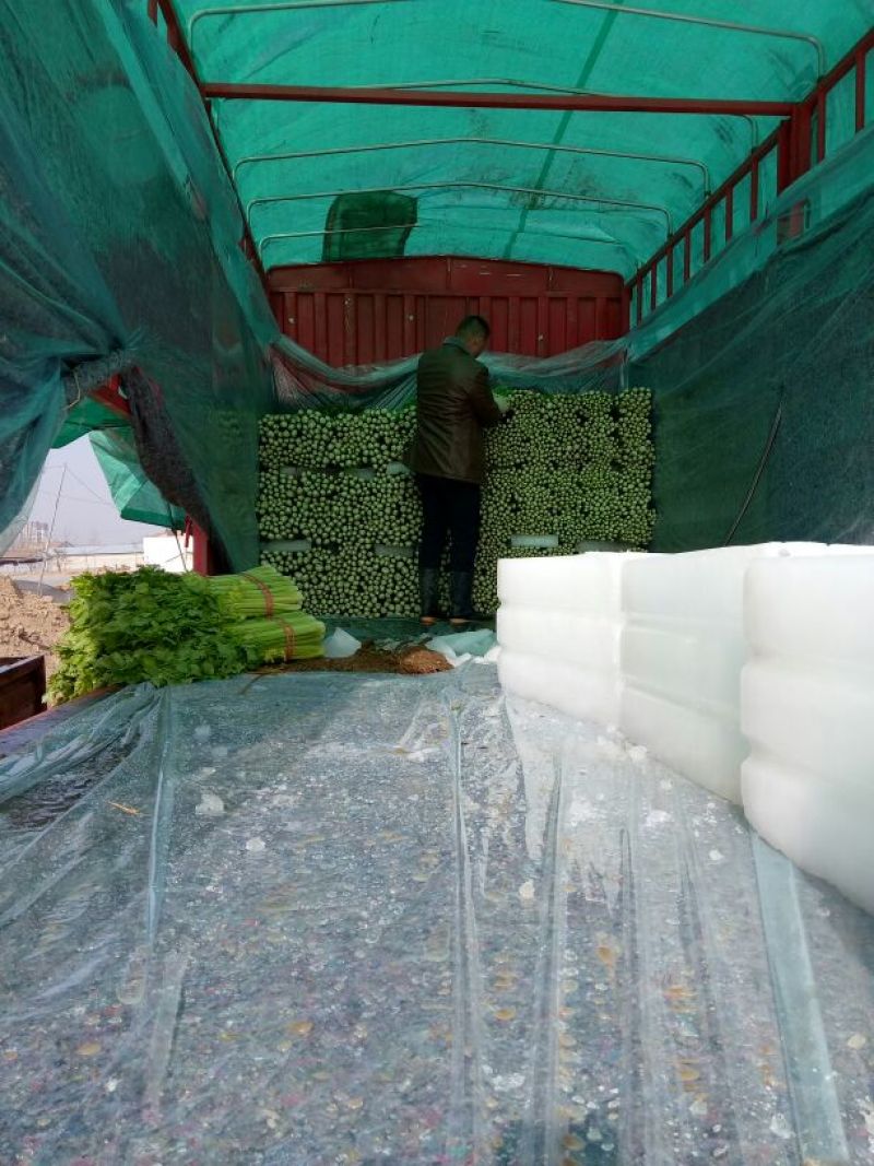 西芹正在热卖中，本产地货多价美，欢迎客户采购。