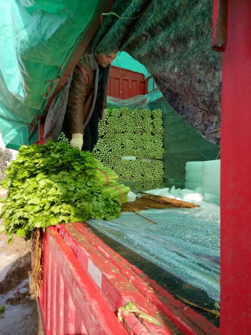 西芹大量上市中，货多价美，保质保量，欢迎客户前来采购。