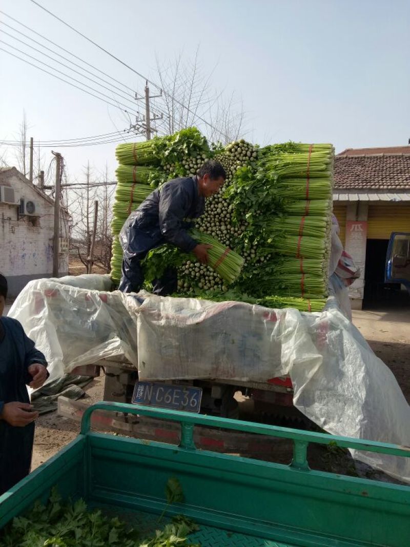 西芹大量上市中，货多价美，保质保量，欢迎客户前来采购。