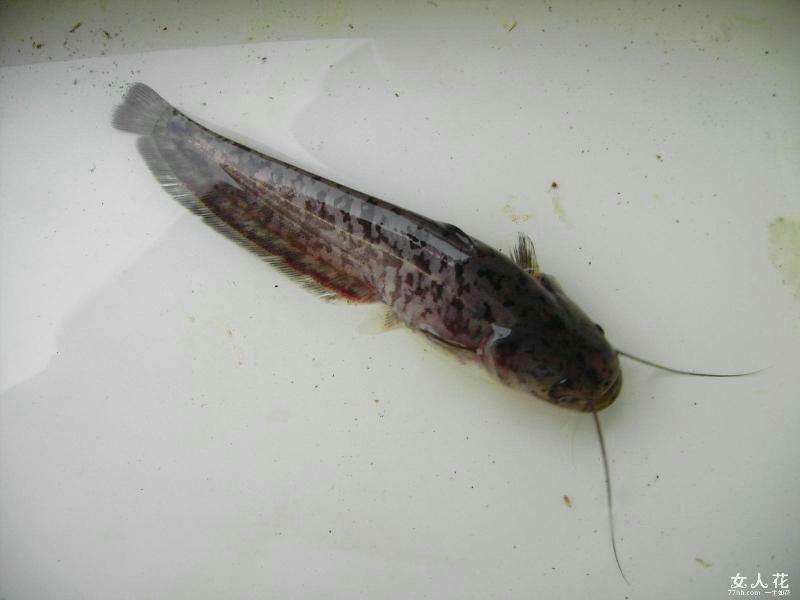 鲶鱼苗大口鲶胡子鲶塘鲺埃及