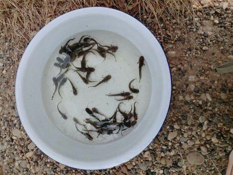 鲶鱼苗大口鲶胡子鲶塘鲺埃及