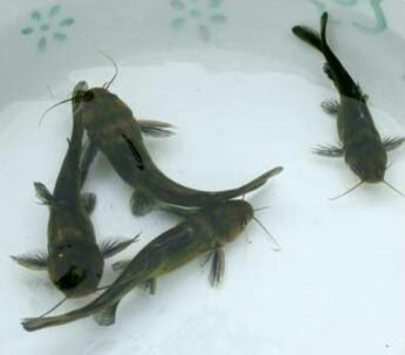 鲶鱼苗大口鲶胡子鲶塘鲺埃及