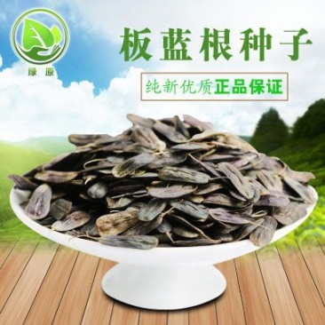 板蓝根种子纯新种子95%以上四季播种简单易管理